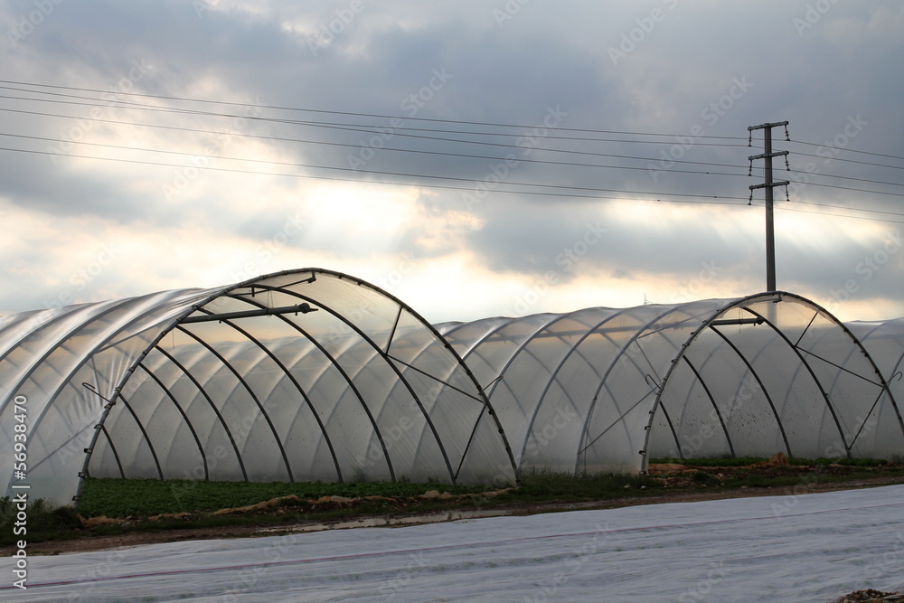Fototapeta premium greenhouses