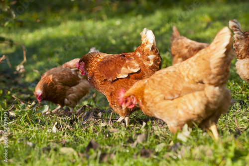 Fotografija flock of chickens