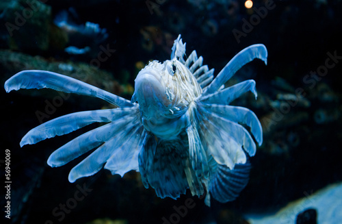The red lionfish Pterois volitans coral reef fish