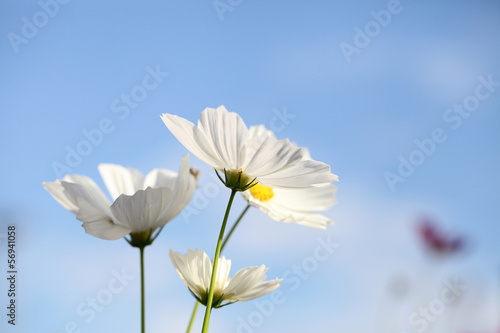 white cosmos flower in blue sky