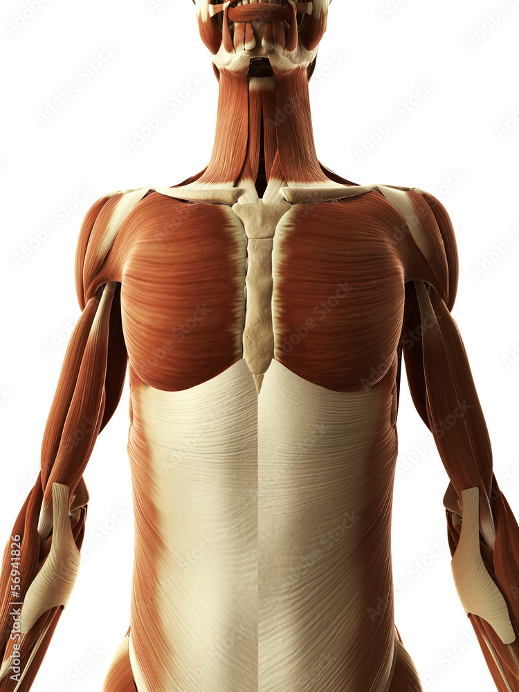 3d rendered illustration of the upper female muscular system 3d rendered illustration of the upper female muscular system