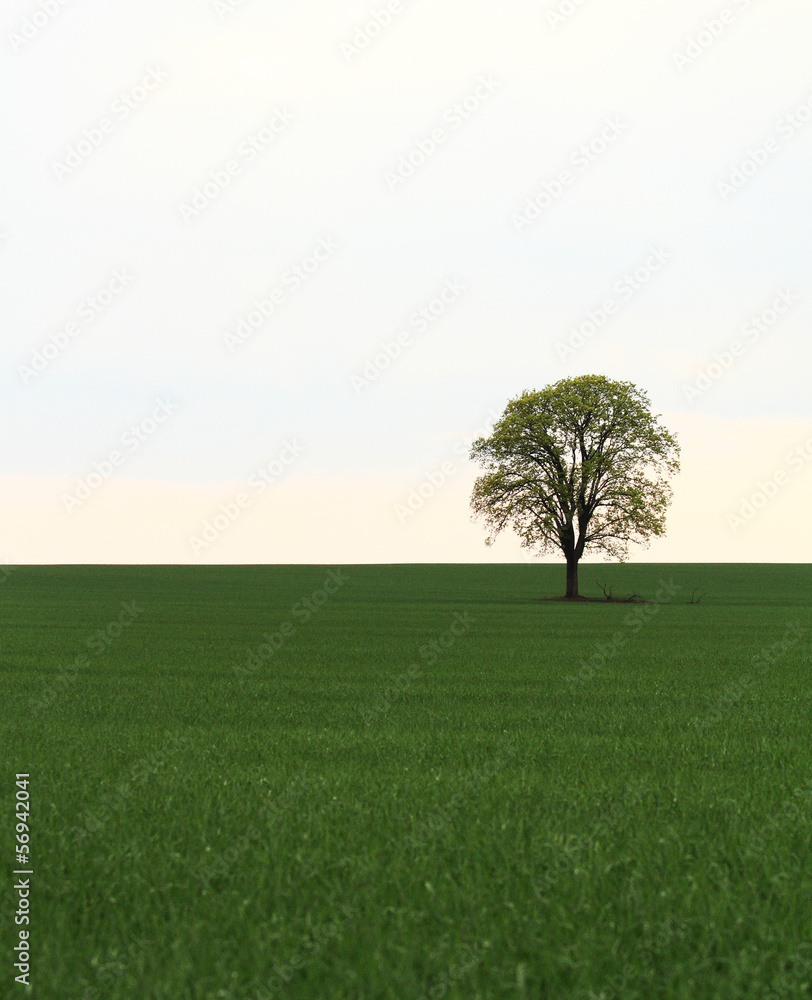 Obraz premium Tree on green field