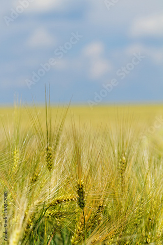 Green and yellow wheat
