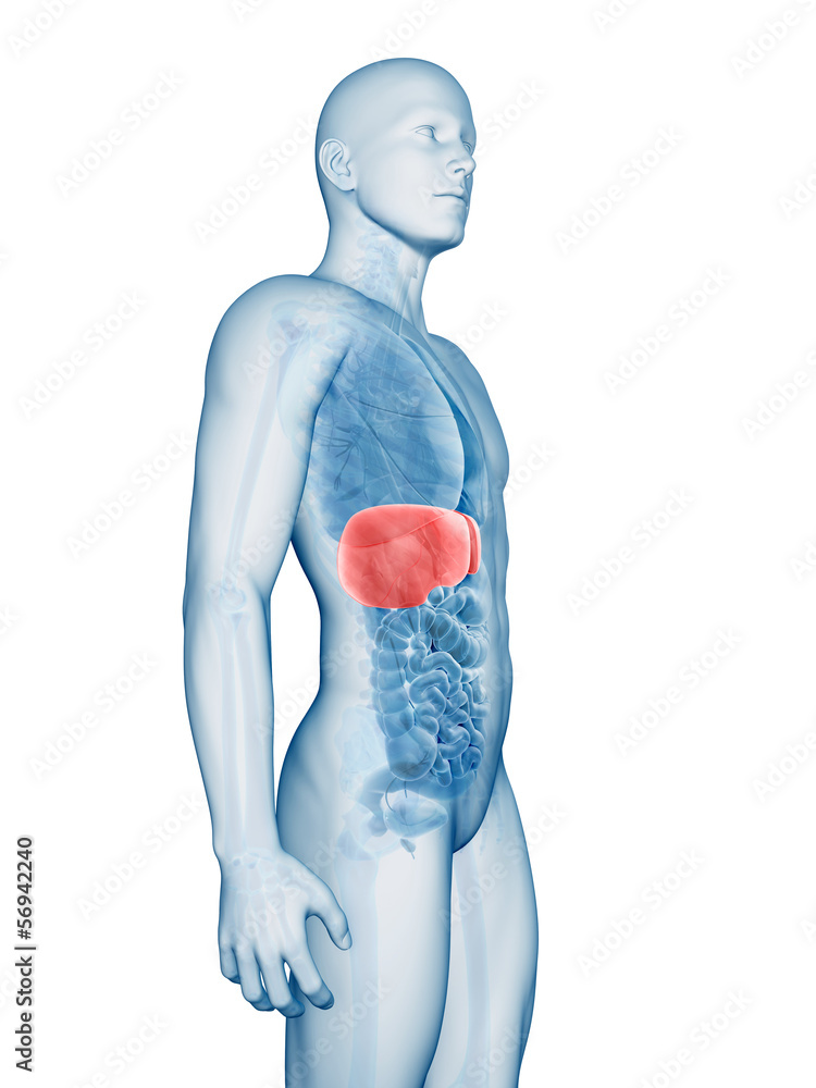 3d rendered illustration of the male liver 3d rendered illustration of the male liver