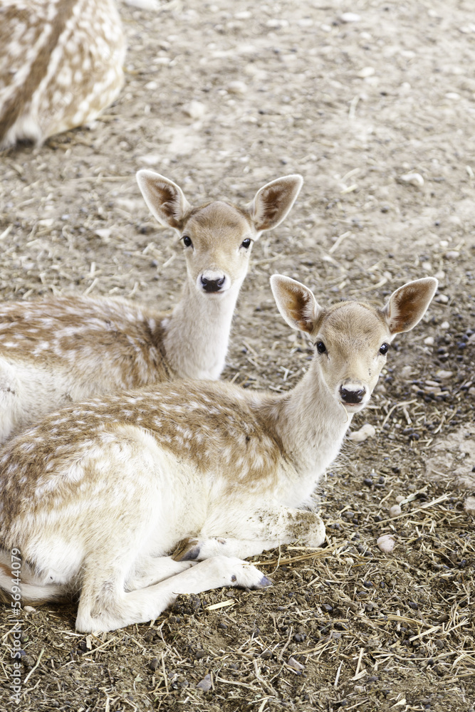 Young deer resting Young deer resting