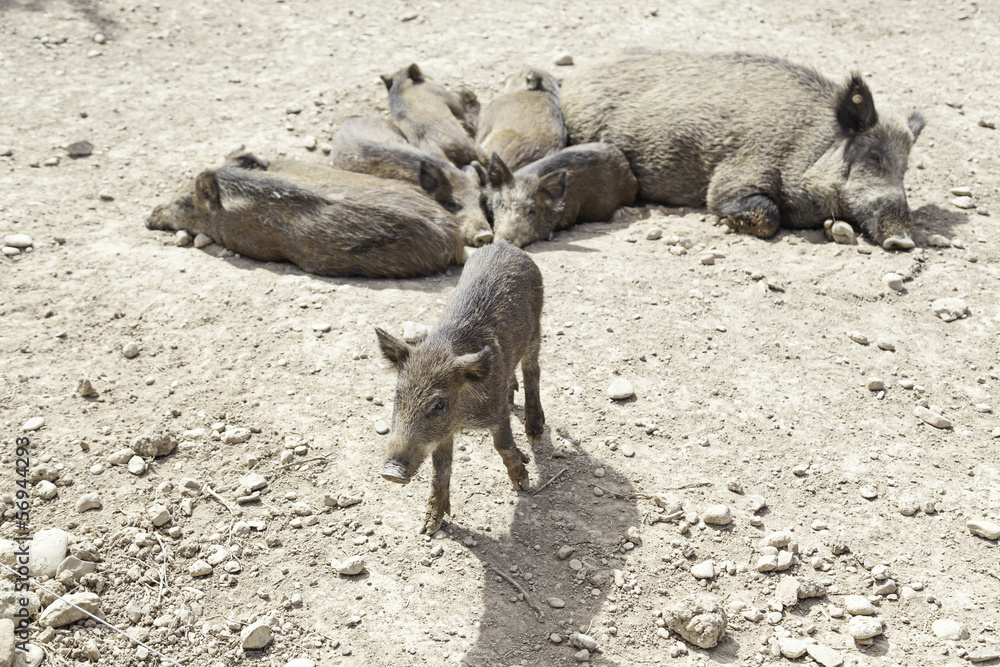 Herd of wild pigs Herd of wild pigs