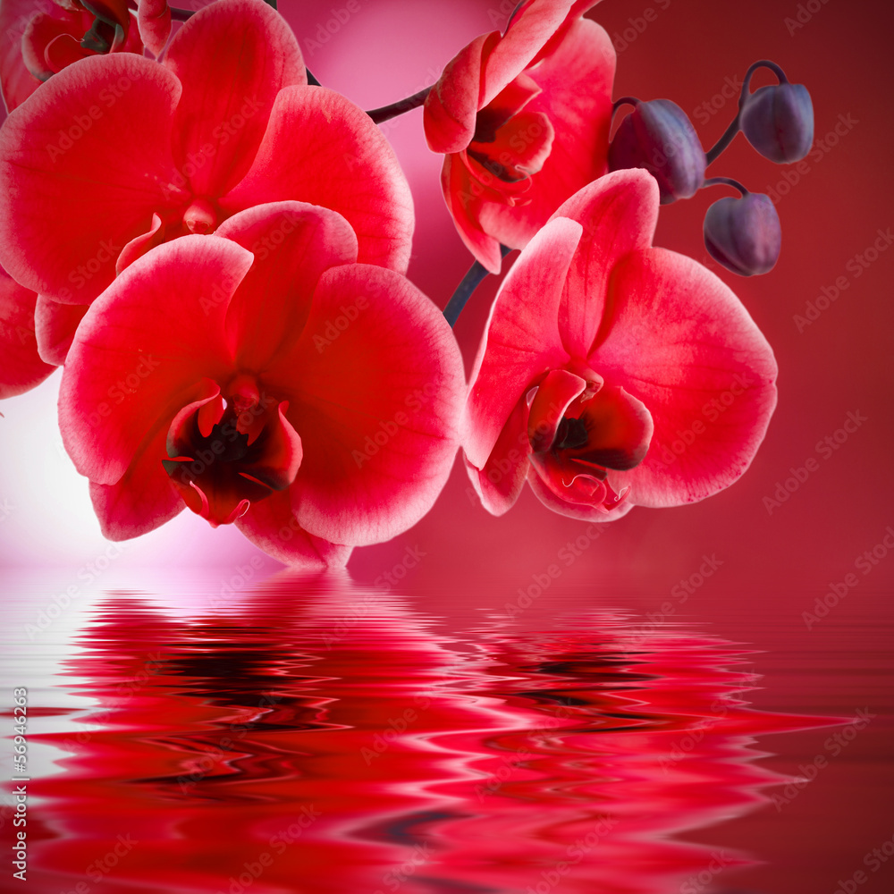 orquídeas rojas con fondo y agua - obrazy, fototapety, plakaty 