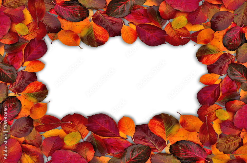 Fall leaves border on white. Fall leaves border on white.