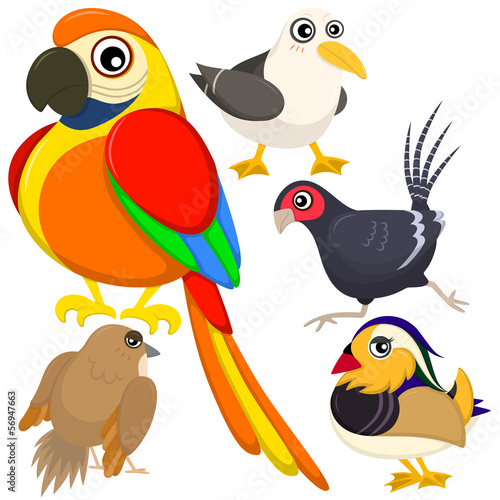 five colorful cute birds with white background