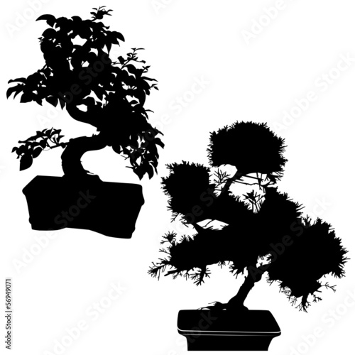 spruce and ficus bonsai isolated