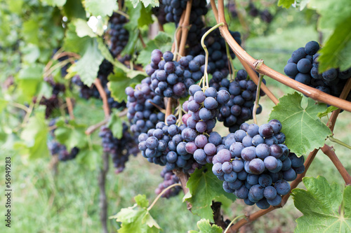 Obraz w ramie Ripe Cabernet grapes