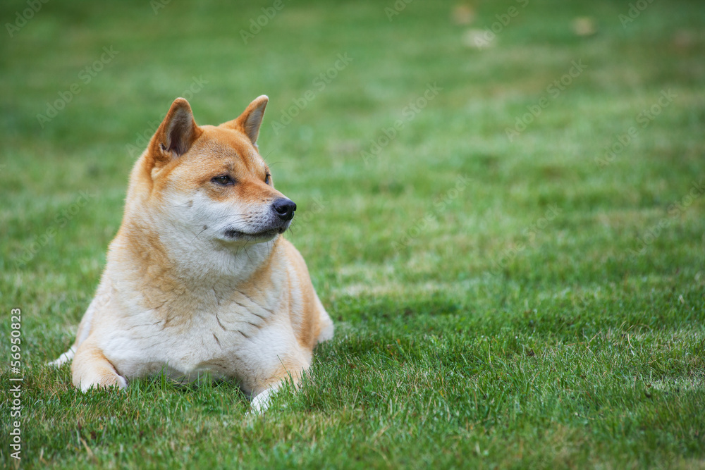 dog on grass dog on grass