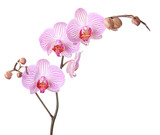 pink orchid isolated on white