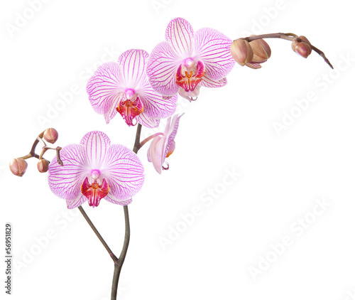 Fototapeta Naklejka Na Ścianę i Meble -  pink orchid isolated on white