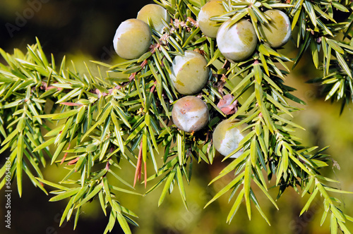 Foliage and berries of common juniper (Juniperus communis)