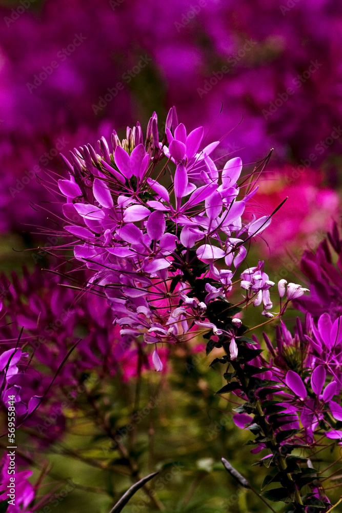 Obraz premium Spider Flower