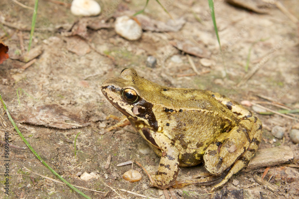 Common Frog Closeup 3 Common Frog Closeup 3