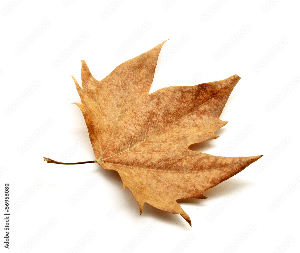 Naklejka premium Dry leaf isolated