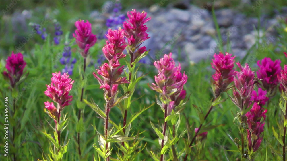 Field full of magenta paintbrush at Mount Rainier Field full of magenta paintbrush at Mount Rainier