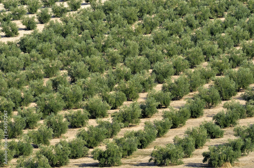 rows of olives in Andalusia