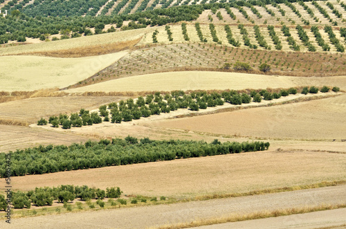 field of olive trees in Andalusia