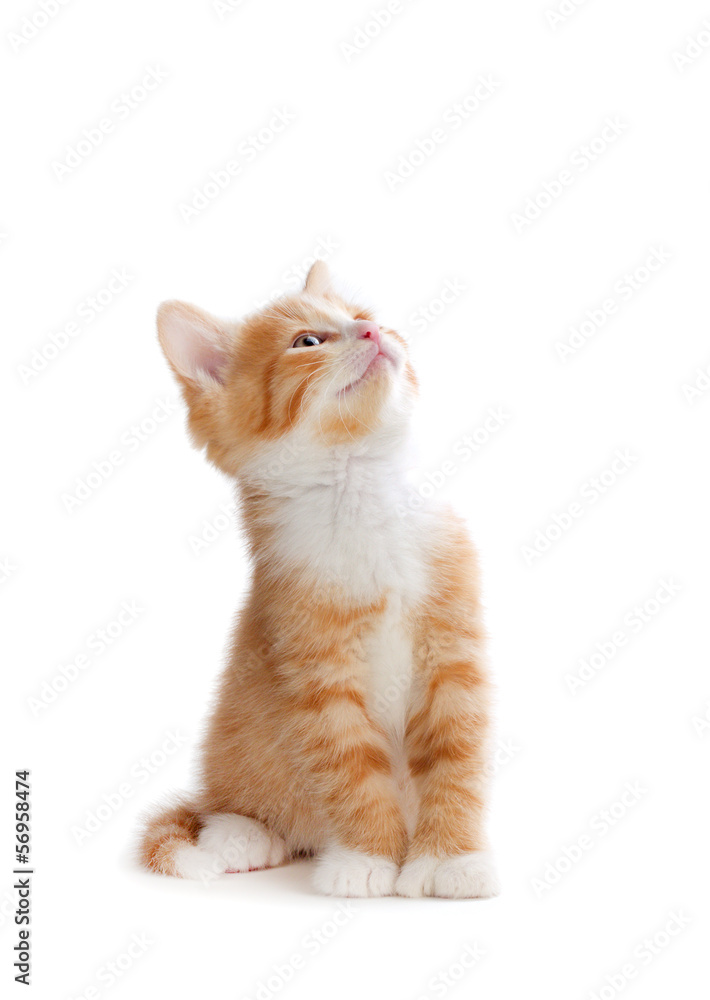 Obraz premium Ładny pomarańczowy kotek patrząc na białym tle.