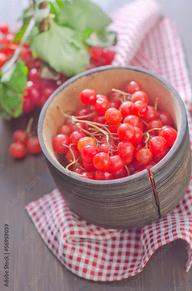 viburnum viburnum