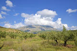 olive groves in Jaen and Sierra Magina, andalucia