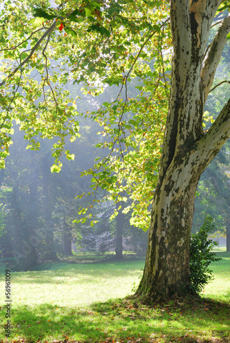 Green plane tree and sunshine rays in the background