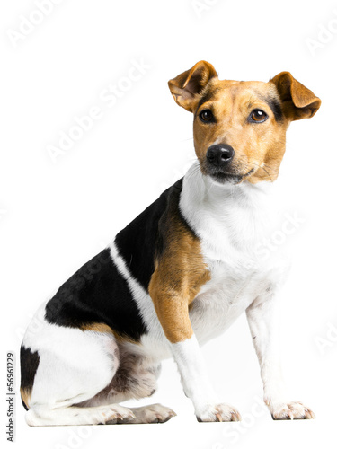 little and lovely doggy on white background © Studio Trebuchet