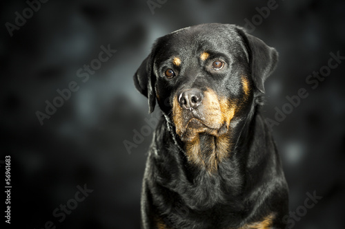 a rottweiler, a friendly big dog