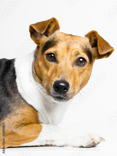 little and lovely doggy on white background