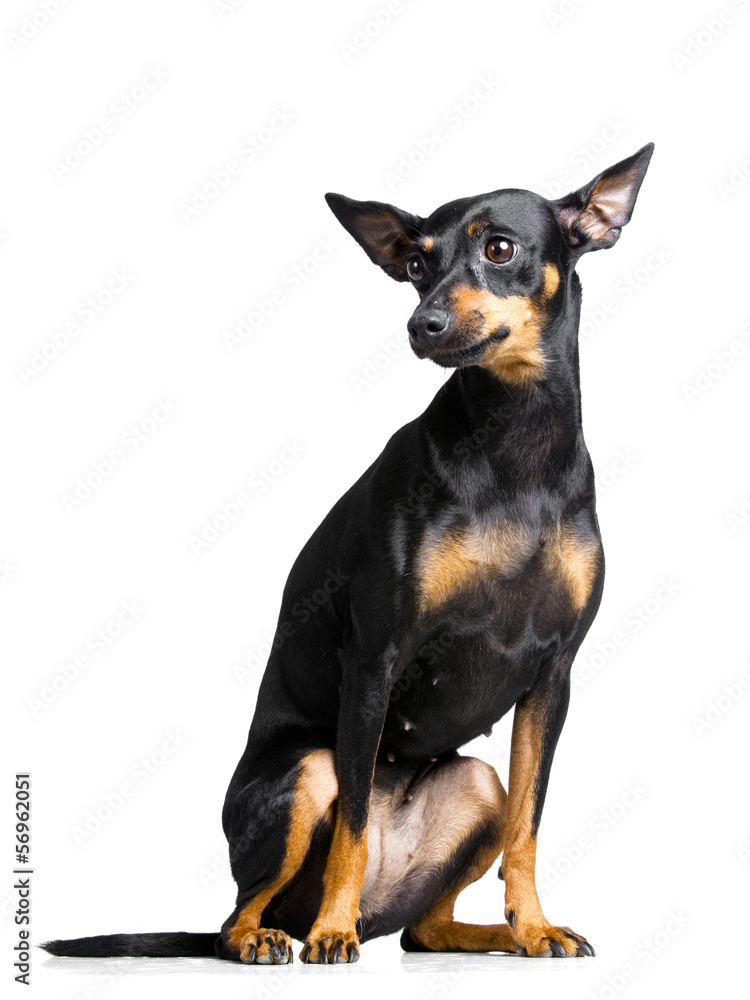 little dog with big ears on white background