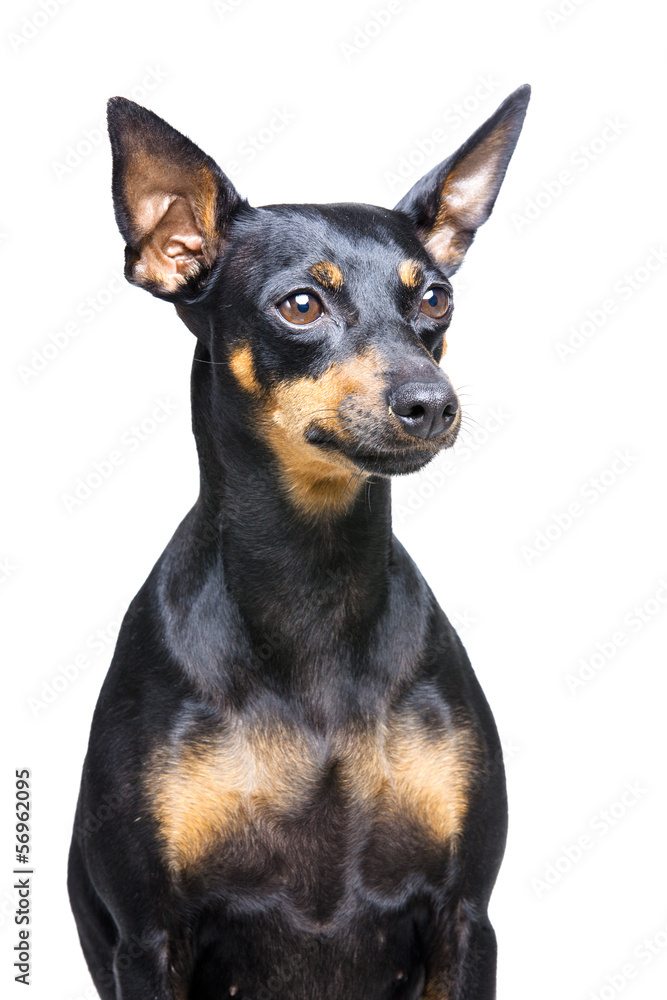 little dog with big ears on white background
