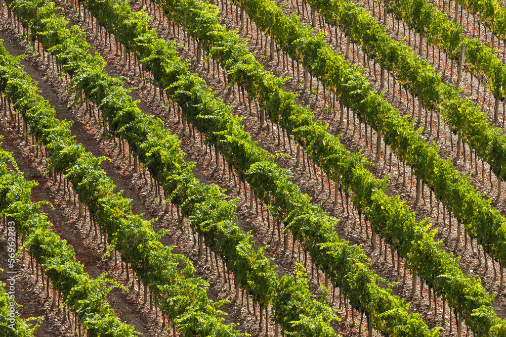 vineyards in fall