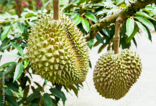 Branch with ripe durian on tree  at Koh Samui  Thailand