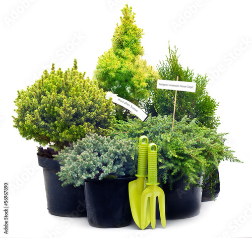 Schilderij op canvas Conifer sapling trees in pots isolated on white.