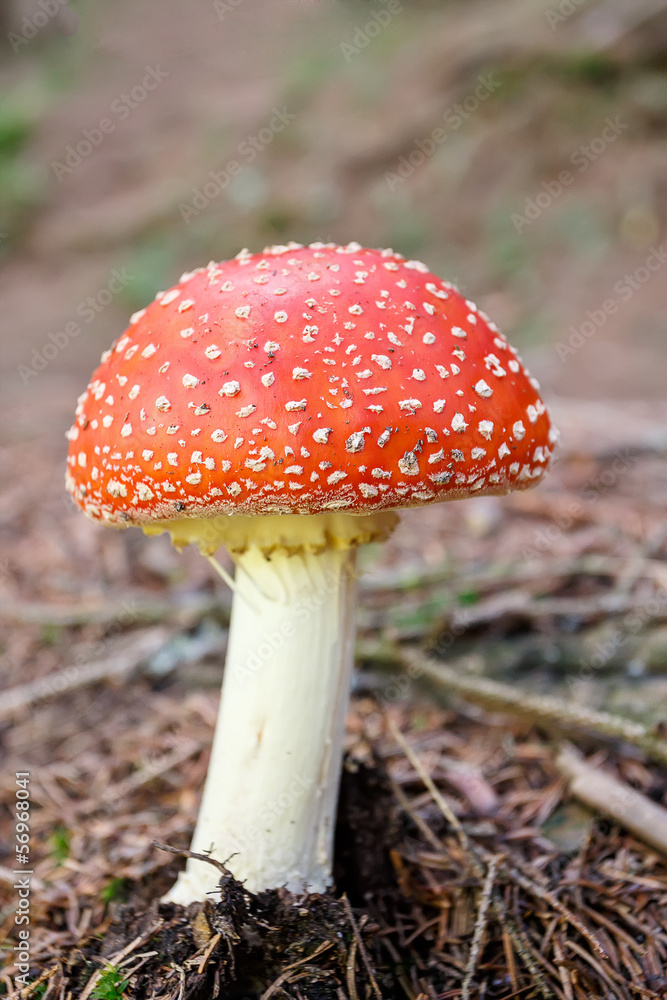 mushroom commonly known as the fly agaric or fly amanita mushroom commonly known as the fly agaric or fly amanita