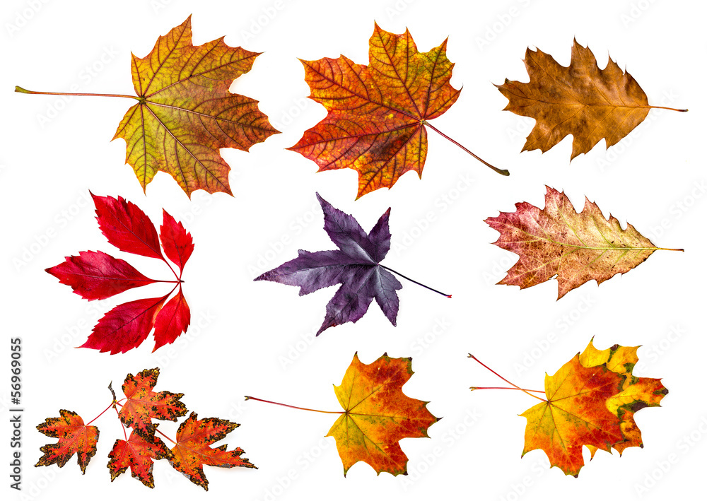 autumn leaves - collection autumn leaves - collection