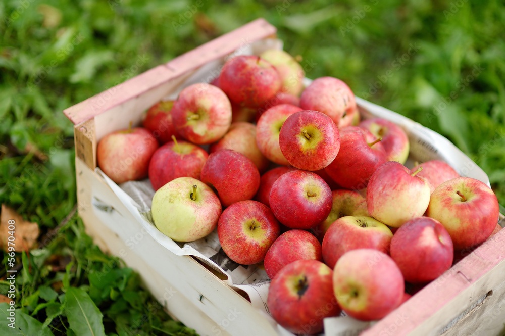 Crate of fresh ripe apples on green grass Crate of fresh ripe apples on green grass