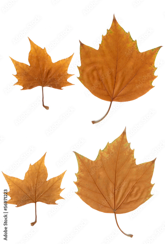 maple leaf maple leaf
