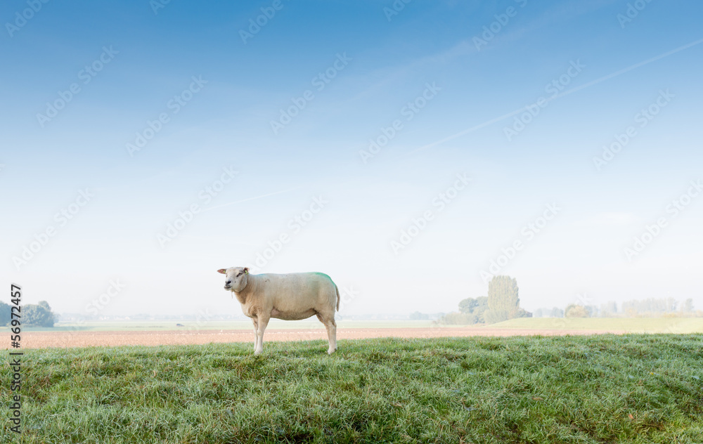 Lonely sheep early in the morning Lonely sheep early in the morning