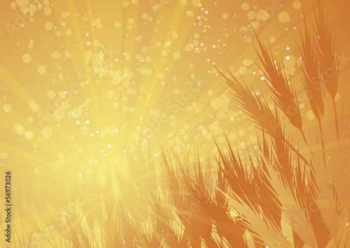 rays wheat landscape