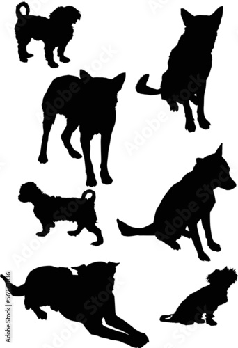 seven black isolated on white dogs