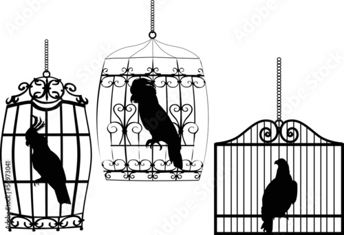collection of birds in cages on white