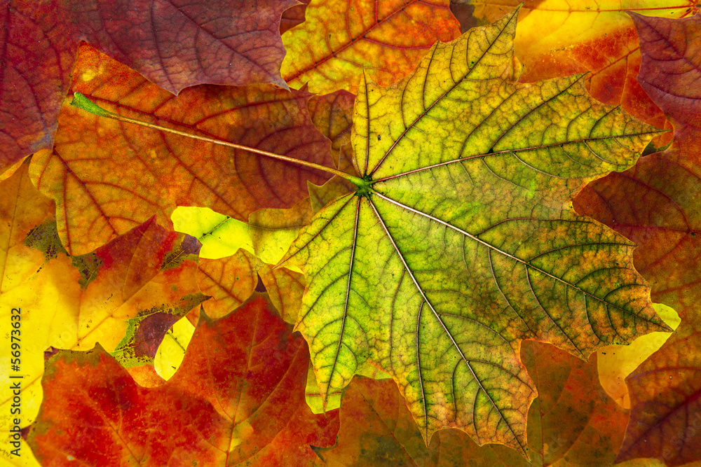 autumn foliage - background autumn foliage - background
