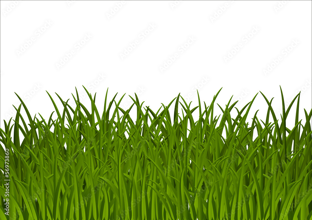Obraz premium Grass background with place for text