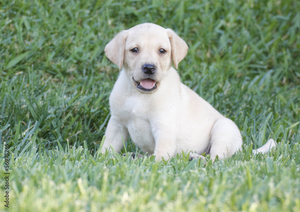 labrador puppy