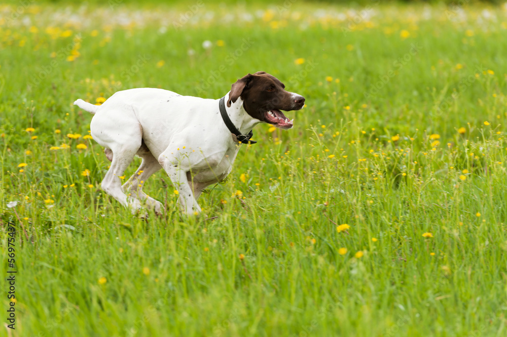 dog runs on a green grass