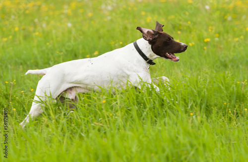 dog runs on a green grass